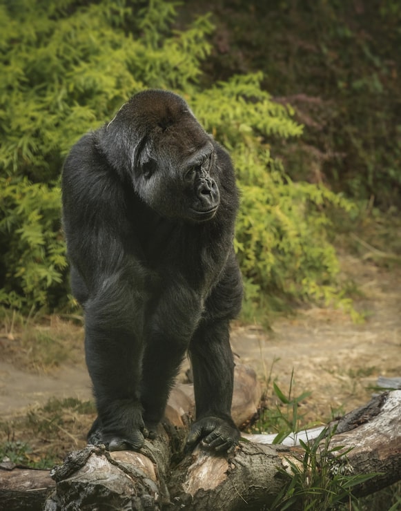 Gratis Foto vertikalt bilde av en gigantisk gorilla som står på alle fire i en skog