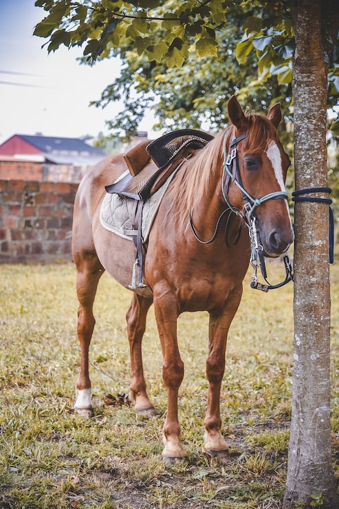 Gratis Foto vertikalt bilde av en hest bundet til et tre med en sal
