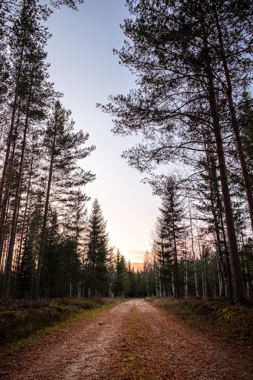 Gratis Foto vertikalt bilde av en tom sti i skogen med høye trær under solnedgangen