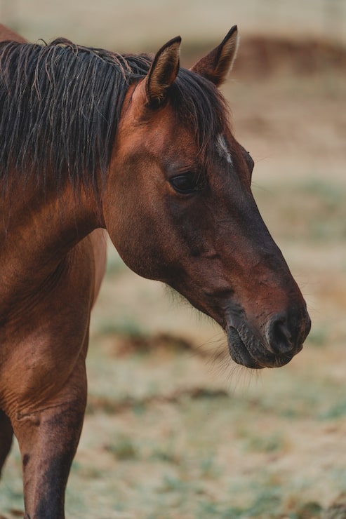 Gratis Foto vertikalt bilde av en vakker brun hest på en ranch