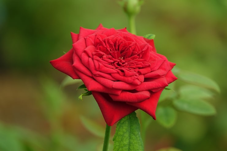 Gratis Foto åben rød blomst med uskarpe baggrund