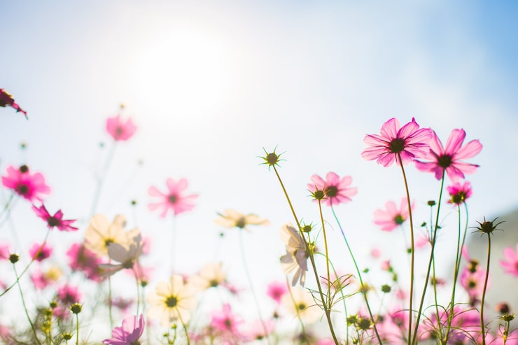 Gratis Bild abstrakt. söta färgkosmosblommor i bokeh-textur, mjuk oskärpa för bakgrund med pastell vintage retrostil
