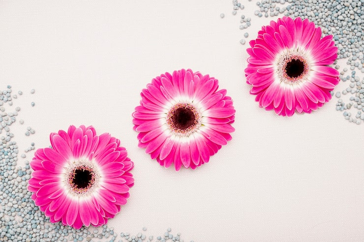 Gratis Bild arrangemang i toppvy med rosa prästkragar