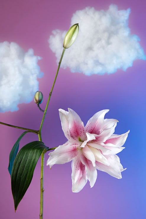 Gratis Bild arrangemang med blommor i skyn