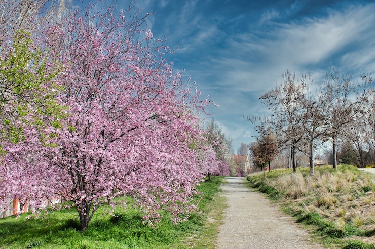 Gratis Bild blommande mandelträd med rosa blommor nära en stig i en park