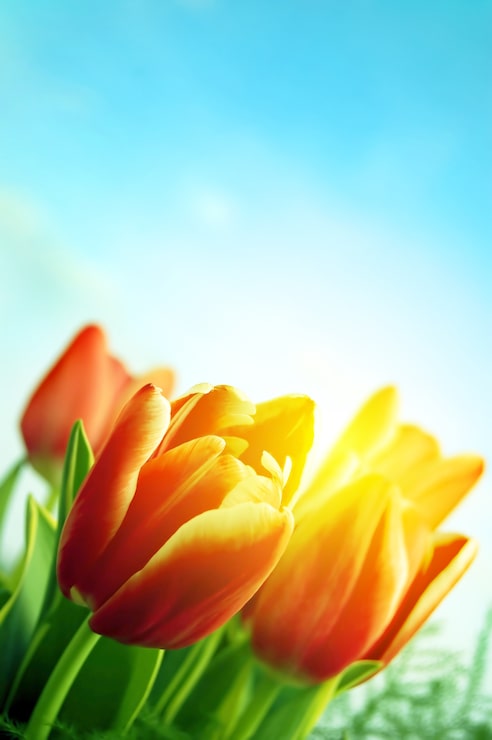 Gratis Bild blommande tulpaner utomhus