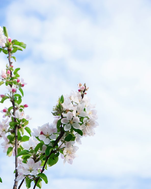 Gratis Bild blommor mot blå himmel