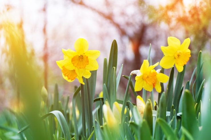 Gratis Bild den gula påskliljan (narcissus) som blommar i trädgården.