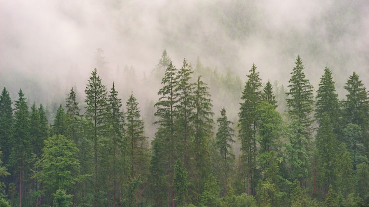 Gratis Bild dimhöljd skog