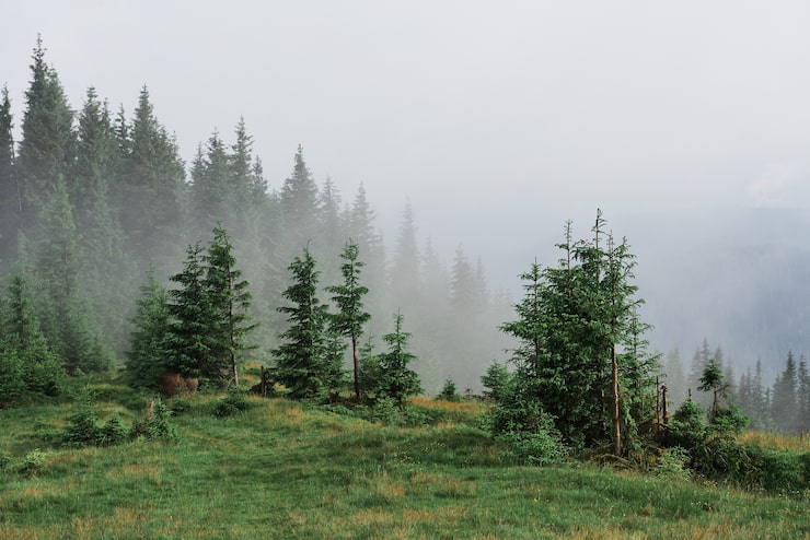 Gratis Bild dimmigt landskap i karpaterna med granskog, trädtopparna sticker ut ur dimman.