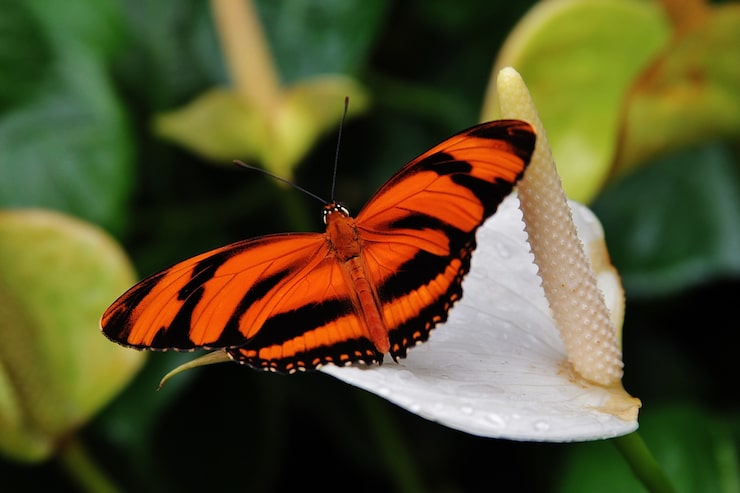 Gratis Bild dryadula-fjäril med orange och svarta vingar som vilar på en callablomma