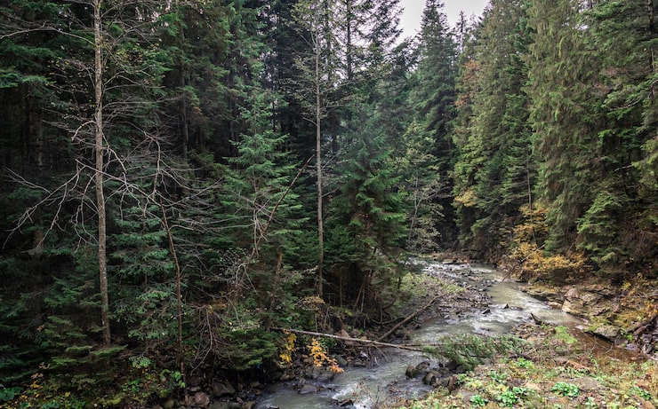 Gratis Bild en liten flod i en barrskog i ett bergsområde