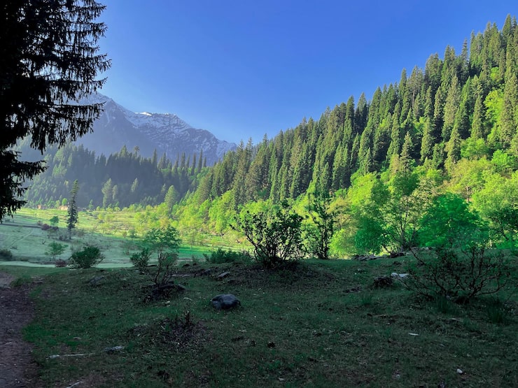 Gratis Bild en skog med ett berg i bakgrunden och en skog med träd i bakgrunden