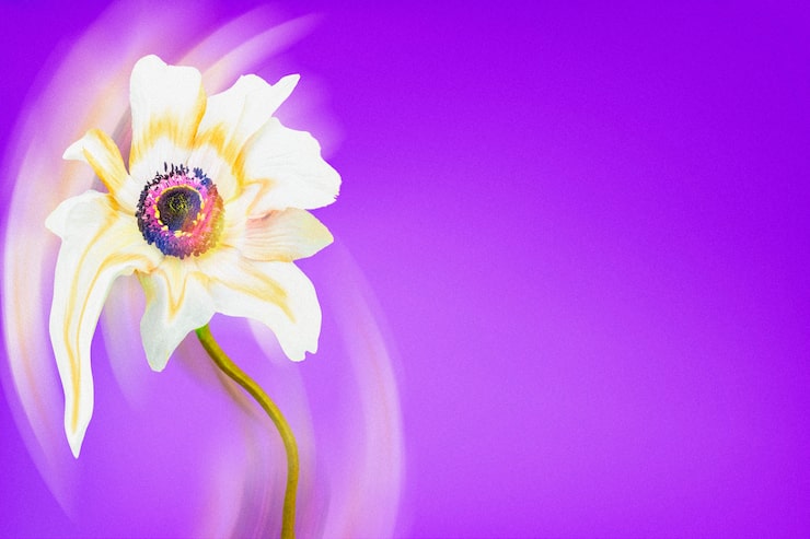 Gratis Bild estetisk bakgrund lila tapet, vit anemon blomma trippig abstrakt design