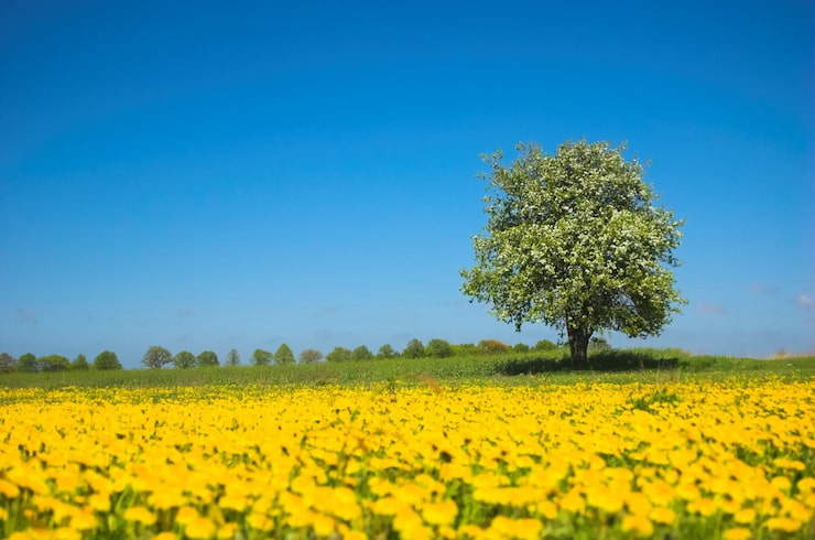 Gratis Bild fält med gula blommor och ett träd