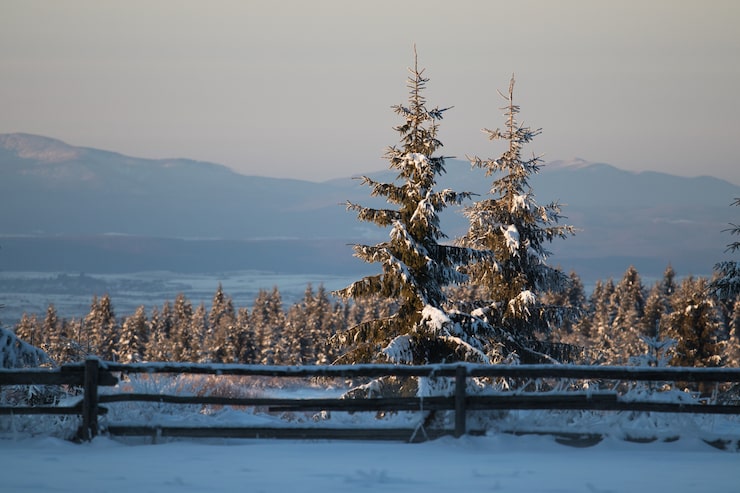Gratis Bild fält täckt av städsegröna växter och snö med berg under solljus