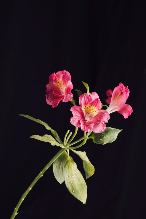 Gratis Bild färska rosa blommor i dagg