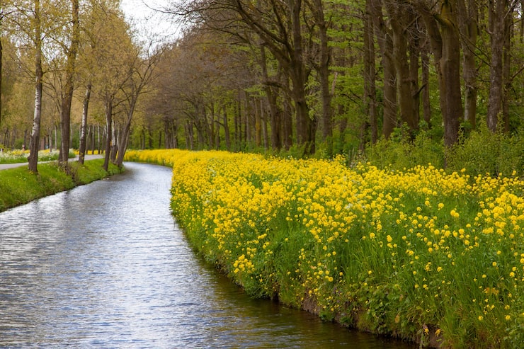 Gratis Bild fascinerande vy över floden omgiven av gula blommor och träd på den holländska landsbygden