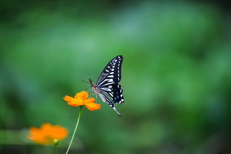 Gratis Bild fjäril på en orange blomma