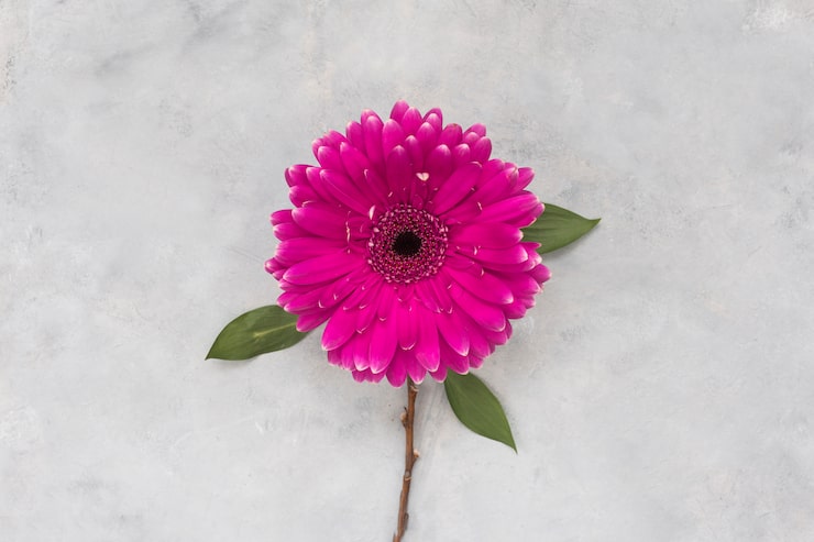 Gratis Bild gerbera blomma på grått bord