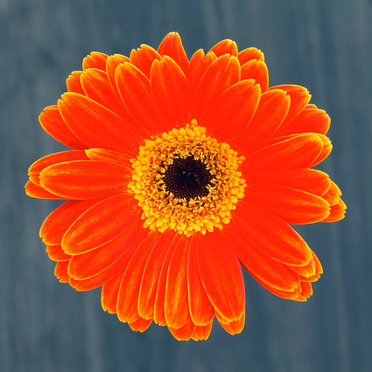 Gratis Bild gerberblomma isolerad på brun bakgrund