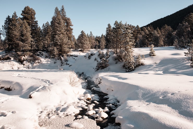 Gratis Bild granskog under vintern täckt med snö