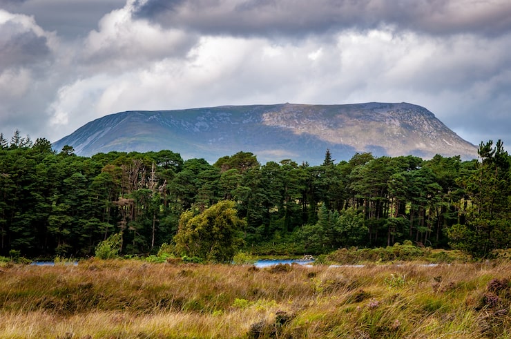 Gratis Bild gräs nära den gröna skogen med ett berg i bakgrunden