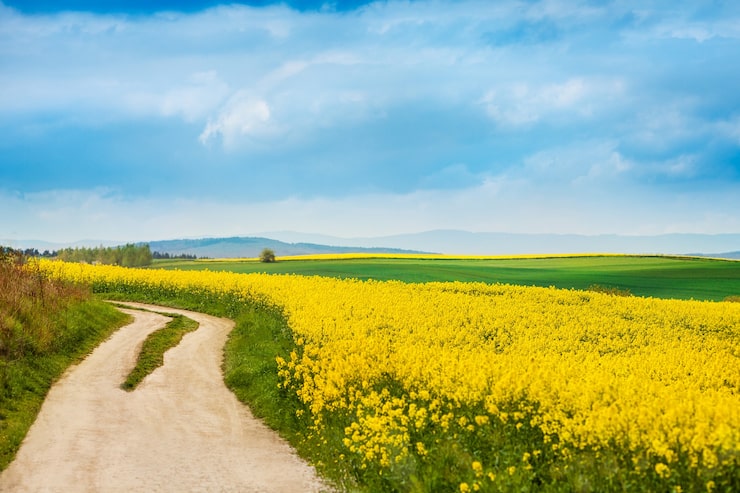 Gratis Bild grusväg intill blommande rapsfält
