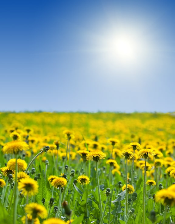 Gratis Bild gula maskrosor under blå himmel