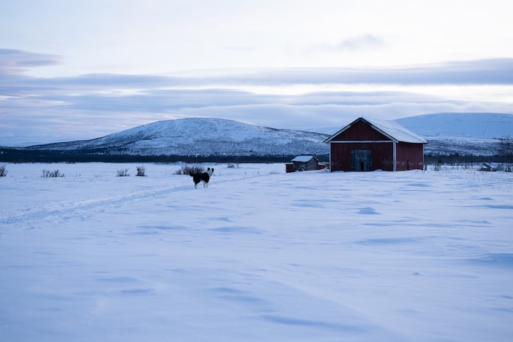 Gratis Bild hund som står på ett snöigt fält med ett trähus i fjärran i sverige