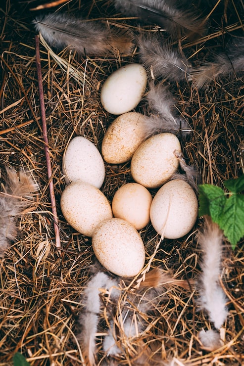 Gratis Bild lantgårdskoncept med ägg