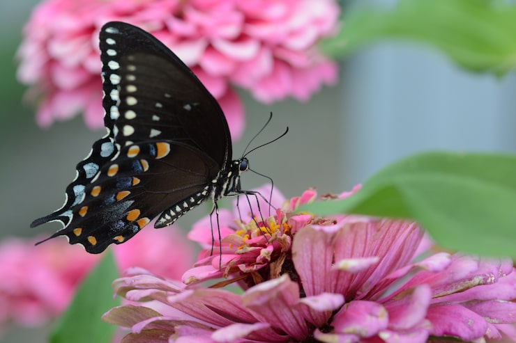 Gratis Bild liten svart satyriumfjäril på en rosa blomma