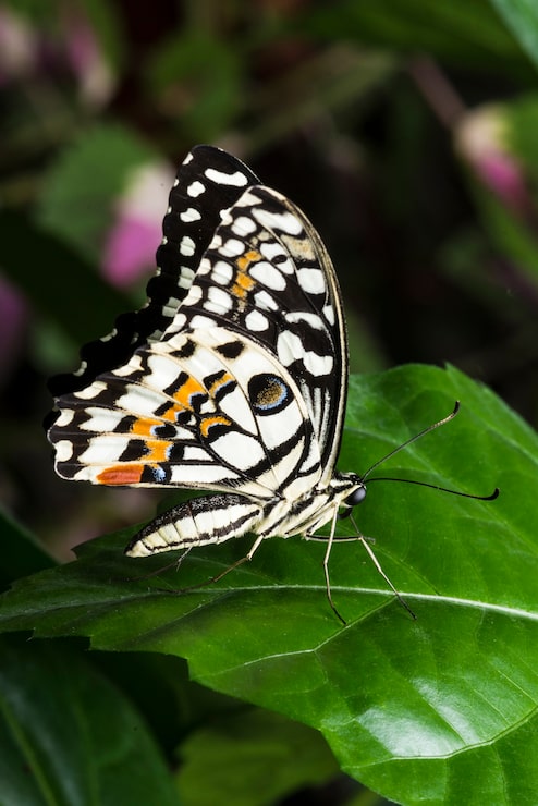 Gratis Bild makro av färgstark fjäril på blad
