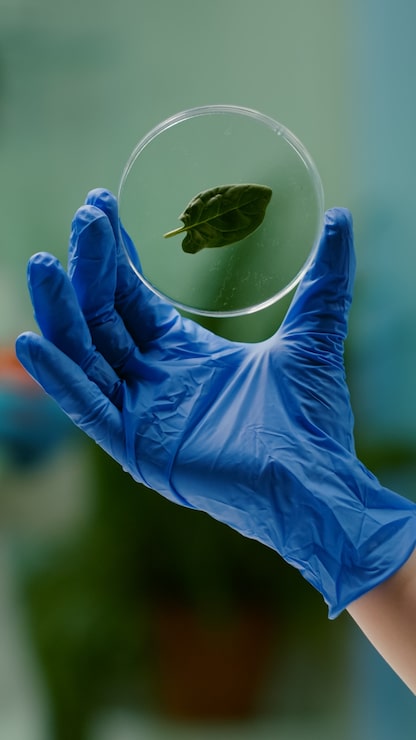 Gratis Bild närbild av en biologkvinnas händer som håller ett medicinskt prov av ett grönt blad och upptäcker en genetisk mutation