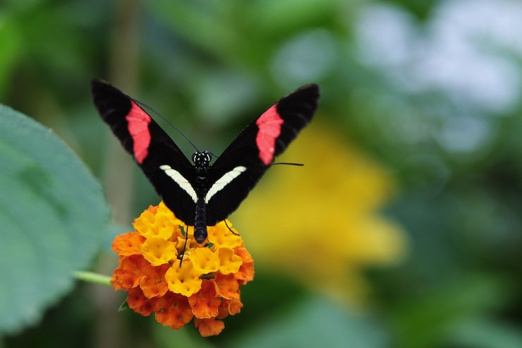 Gratis Bild närbild av en fjäril med svarta vingar, röda och vita ränder, som vilar på en gul blomma