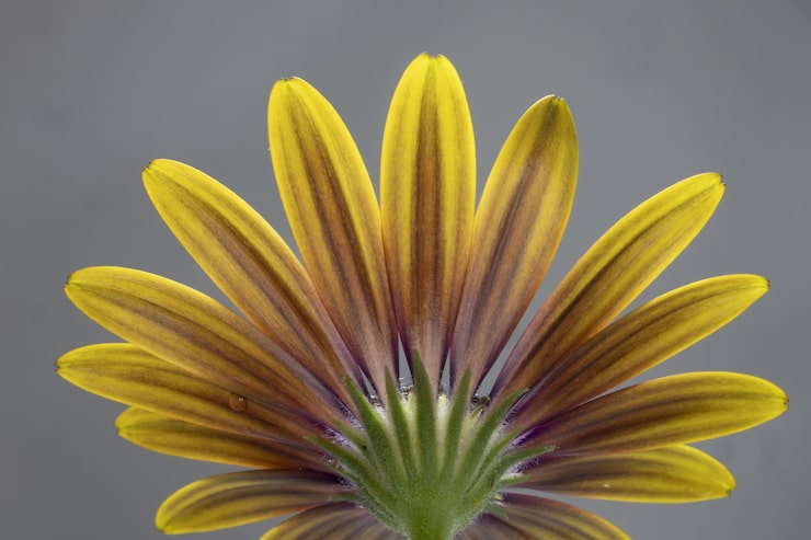 Gratis Bild närbild av en gul osteospermum isolerad på en grå bakgrund - perfekt för tapeter