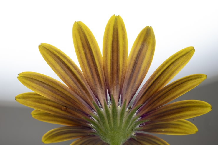 Gratis Bild närbild av en gul osteospermum isolerad på en vit bakgrund