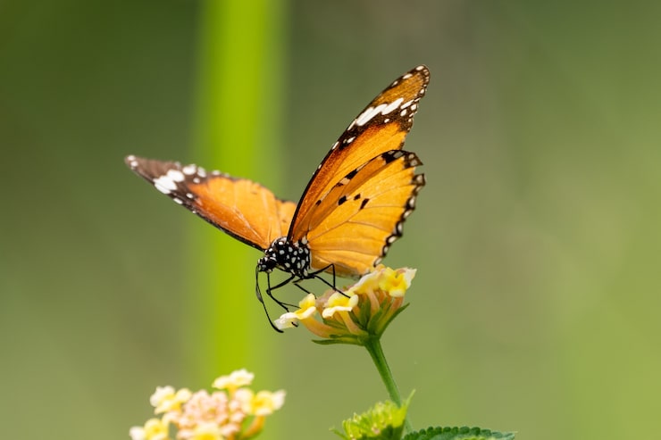 Gratis Bild närbild av en liten fjäril som sitter på en vildblomma