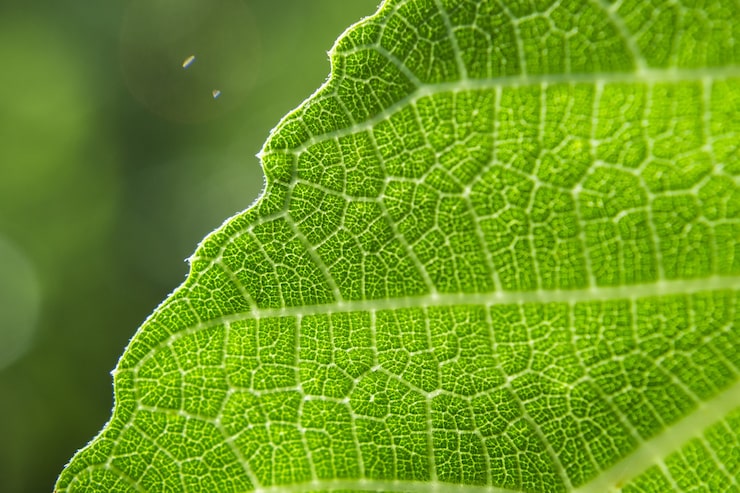 Gratis Bild närbild av ett grönt blad på en suddig bakgrund
