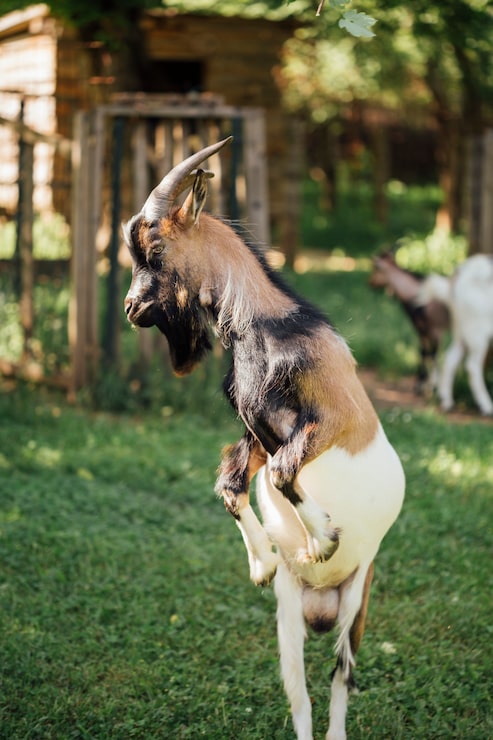 Gratis Bild närbild hoppande lantbruksget i stall