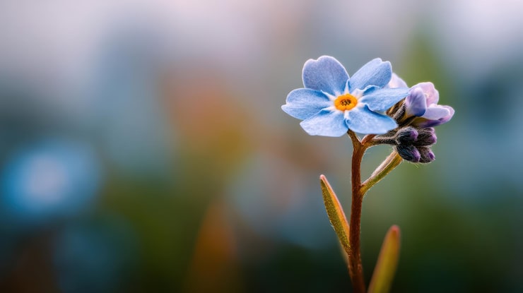 Gratis Bild närbild på en blå förgätmigejblomma med suddig bakgrund