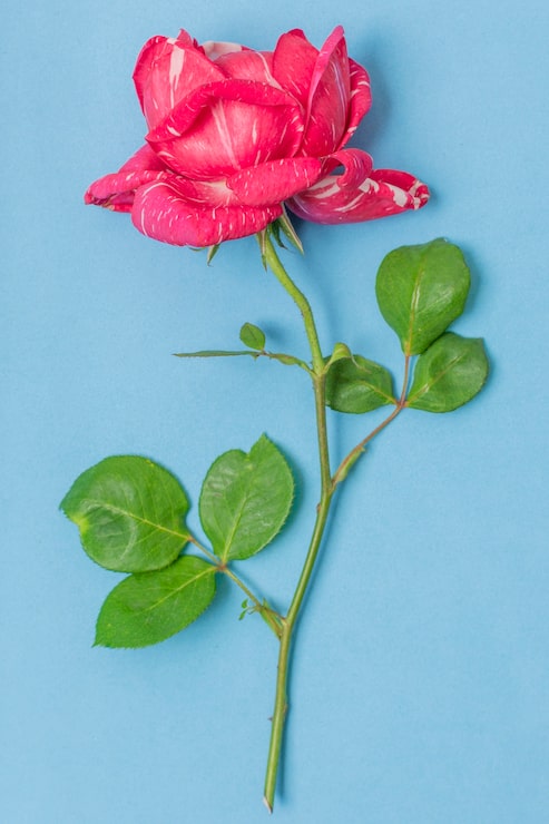 Gratis Bild närbild rosa ros med gröna blad