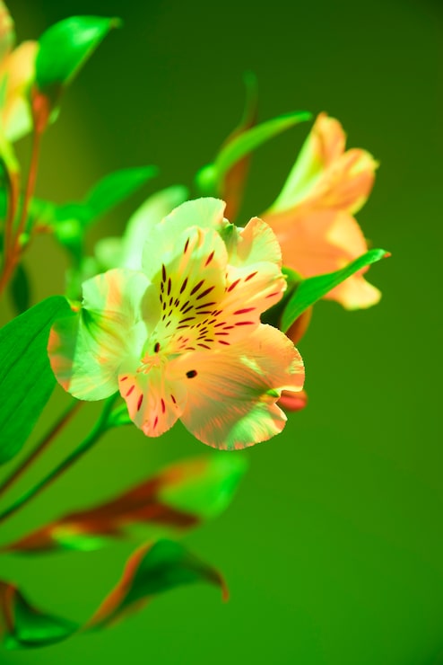 Gratis Bild orkidéblomma mot grön bakgrund