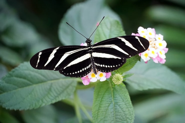 Gratis Bild ovanifrån av en zebra longwing-fjäril med öppna vingar på en ljusrosa blomma