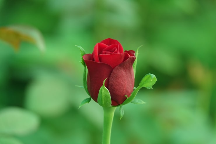 Gratis Foto rød blomst på kokon med baggrund ude af fokus