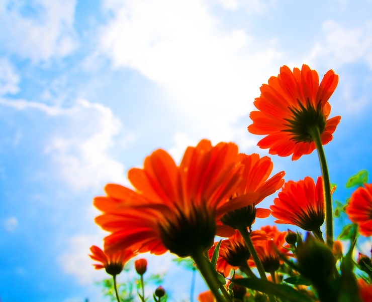 Gratis Bild röda blommor och moln