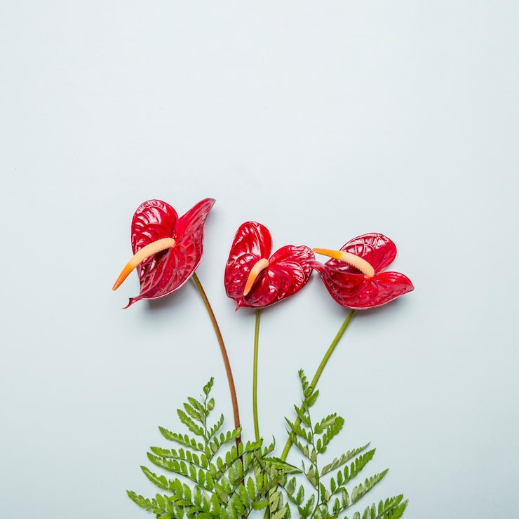 Gratis Bild röda kallor med gröna blad på grå yta