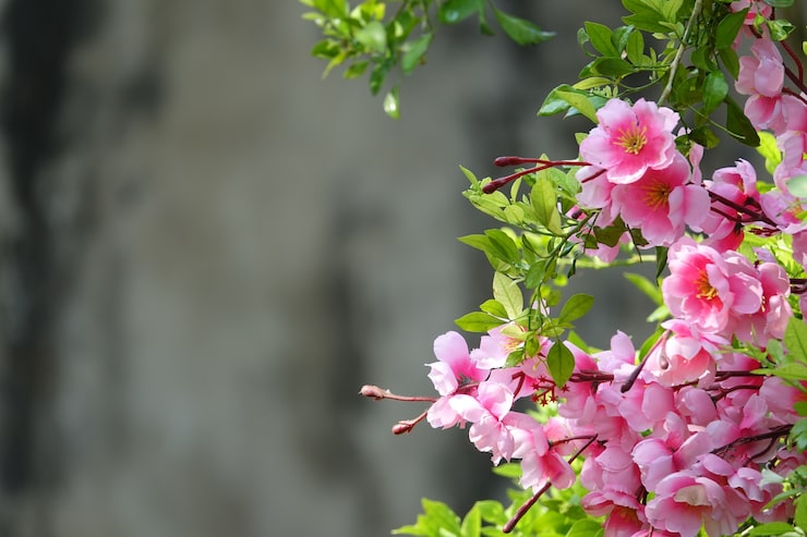 Gratis Bild rosa blommor med defokuserad bakgrund