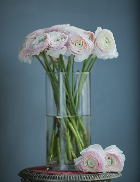 Gratis Foto rosa hvide blomster i flasken på bordet