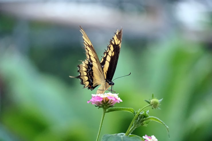 Gratis Bild selektiv fokusbild av en makaonfjäril som sitter på en ljusrosa blomma